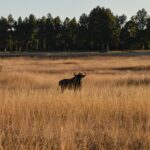 black animal on brown grass field at daytime