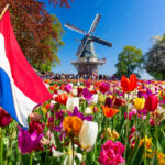 Blooming colorful tulips flowerbed in public flower garden with windmill and waving netherlands flag on the foreground. Popular tourist site. Lisse, Holland, Netherlands.