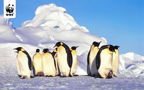 Best Time to Visit Antartica